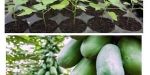 Papaya Seedlings