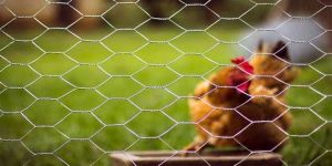 Chicken Wire Mesh