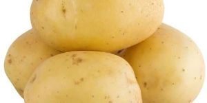Potato