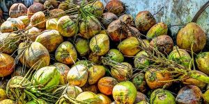COCONUTS