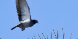 Bird Spike