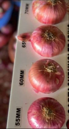 Red Onion