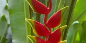 Heliconia Flower Plant