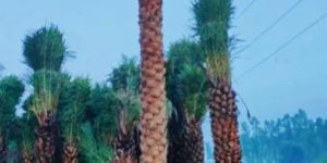 Date Palm