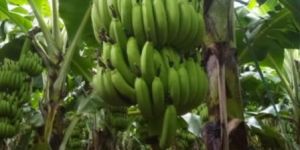 Banana Special Bio Fertilizer