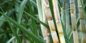 Sugarcane Special Bio Fertilizer