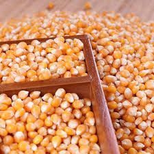 Dry Yellow Corn