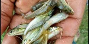 Gulsha Tangra Fish