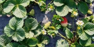 Strawberry Plants