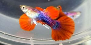 All Variety Fish