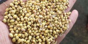Coriander Seeds