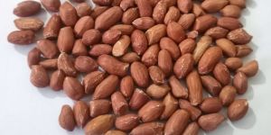 Groundnut Seeds
