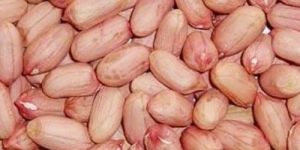 Organic Bold Groundnut Seeds, Style : Dried, Grade