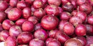 Fresh Onion