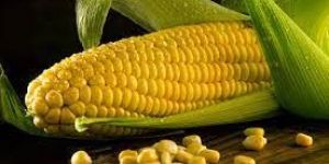 Sweet Corns