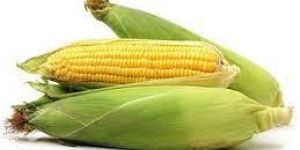 Sweet Maize