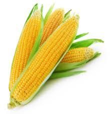 Yellow Corn Maize