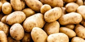 Potato