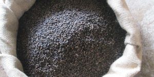 Organic Black Pepper