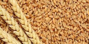 Wheat