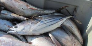 Skipjack Tuna Fish