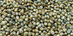 Green Millet