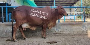 SAHIWAL Cow Farm