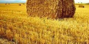 Wheat Straw Bales