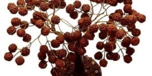 Rudraksha Tree