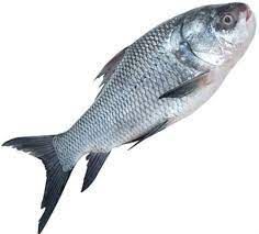 Katla Fish