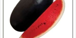 Hybrid Watermelon Seeds