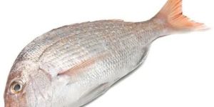 White Snapper Fish
