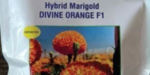 Hybrid Marigold Flowers Seed