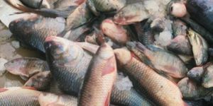 Fresh Rohu Fish