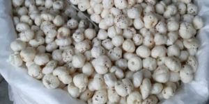 Sampoorna Makhana