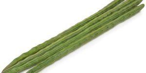 Drumstick