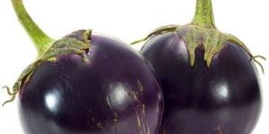 Fresh Brinjal