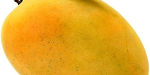 Fresh Mango