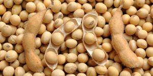 Soyabean