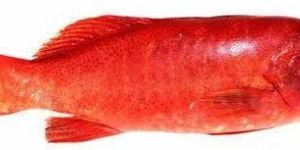 Fresh Red Grouper Fish