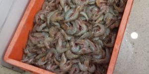 White Sea Prawn