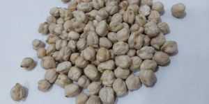 Organic Chickpeas