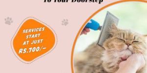Dog Grooming Service