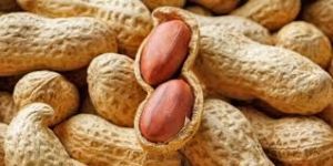 Groundnut