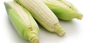 White Maize