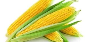 Yellow Maize