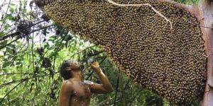 Pure Forest Honey