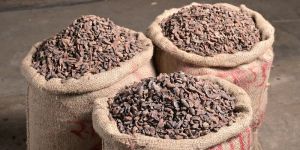 Dried Sal Seeds