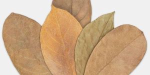 Dried Jackfruit Leaves