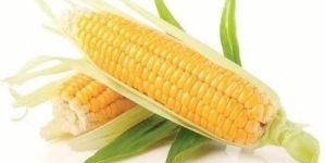 Fresh Sweet Corn